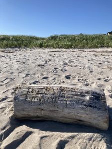 A silvery log of driftwood sits on a sandy white beach. There's a line of green, green seagrass behind it, and a blue blue sky beyond that.