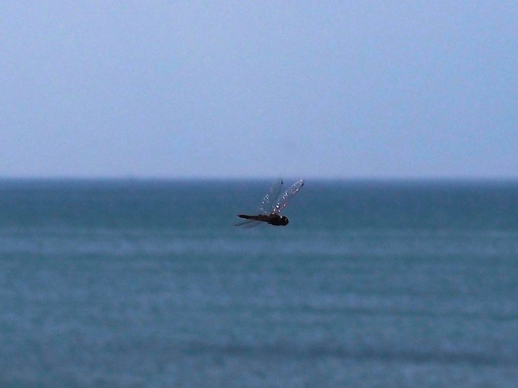 A dragonfly hovers close to the viewer, its transparent wings catching sunlight. In the fuzzy background is blue sky and bluer ocean.