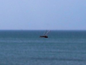 A dragonfly hovers close to the viewer, its transparent wings catching sunlight. In the fuzzy background is blue sky and bluer ocean.
