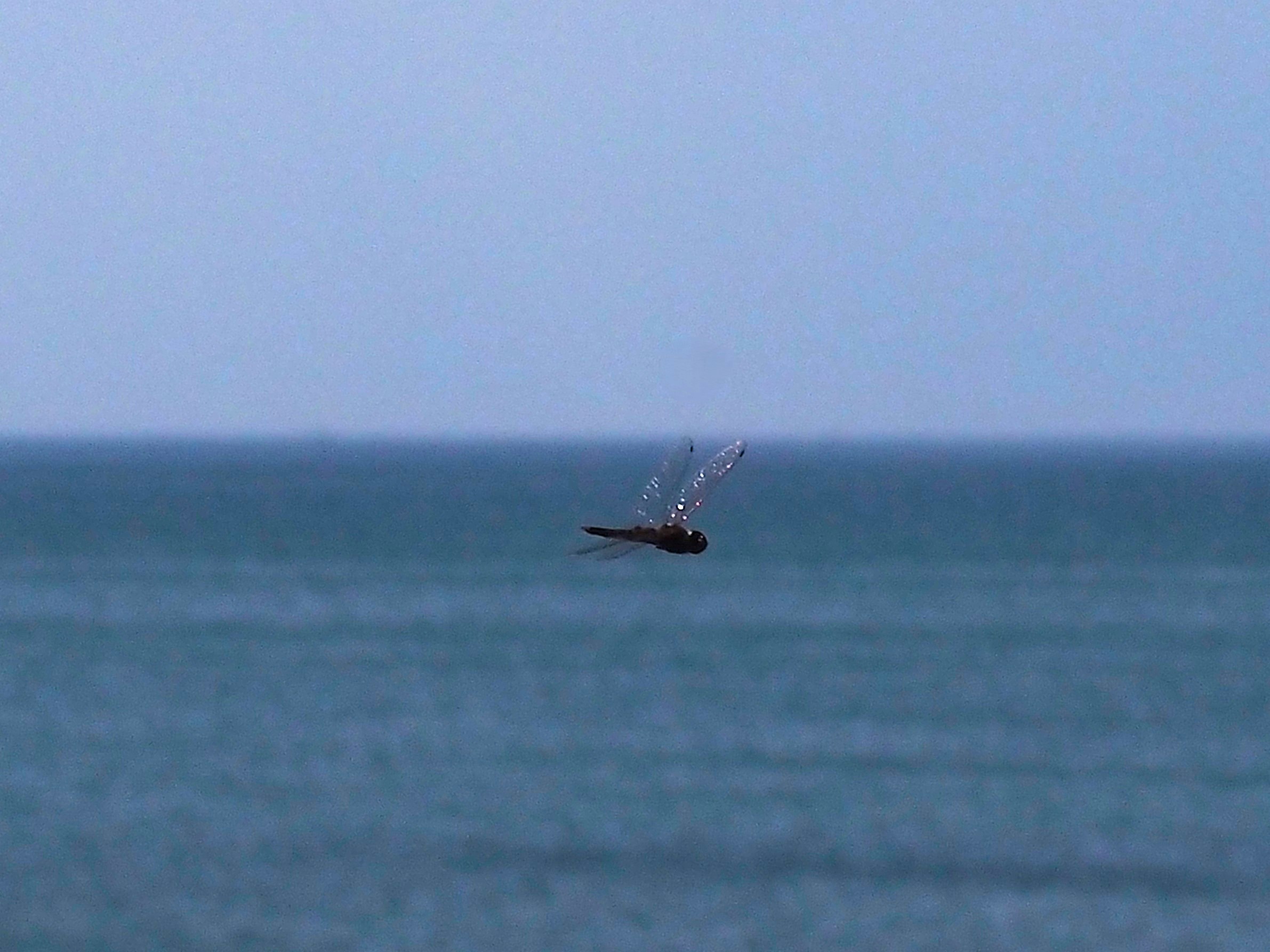 A dragonfly hovers close to the viewer, its transparent wings catching sunlight. In the fuzzy background is blue sky and bluer ocean.