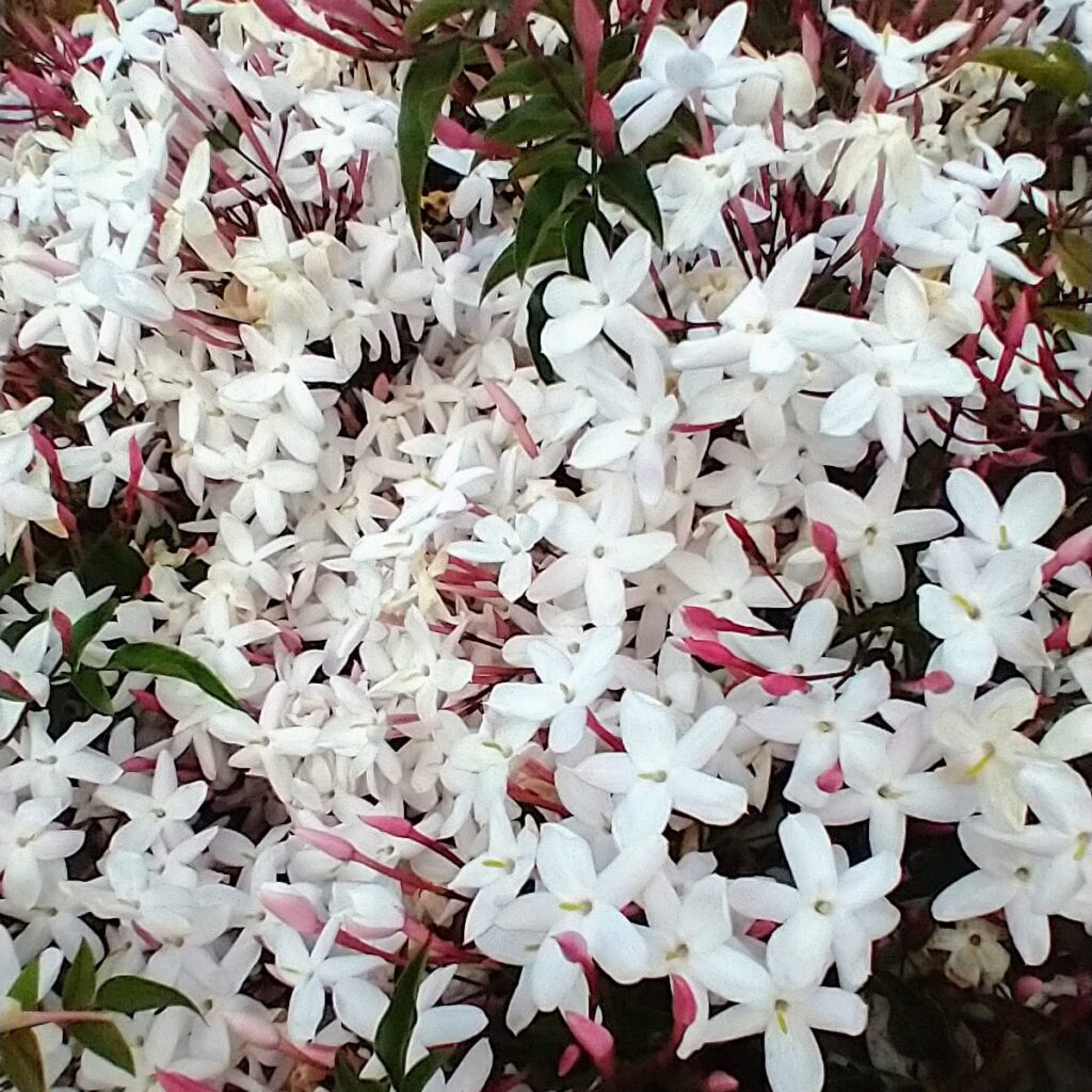 Close-up photo of a tumbling mass of white star jasmine flowers. 