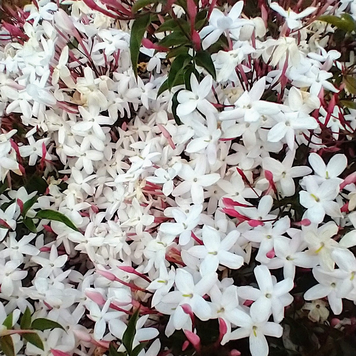 Close-up photo of a tumbling mass of white star jasmine flowers.