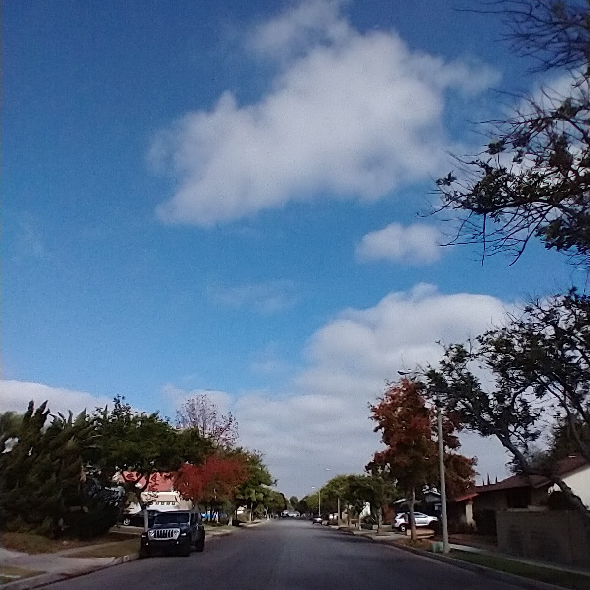 Photo of a wide tree-lined street in my neighborhood with a puffy-cloud blue sky above